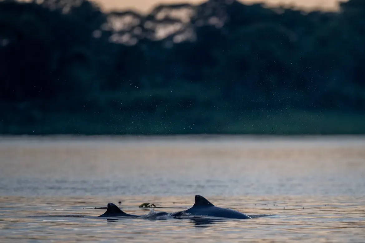 Jaguares, Delfines Rosados y Colpas de Guacamayos - 2